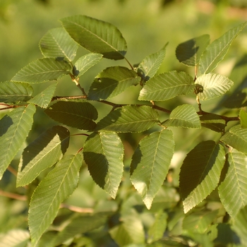 Carpinus henryana - Hornbeam