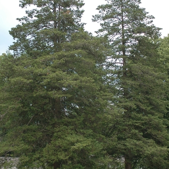 Chamaecyparis thyoides 'White Cedar False Cypress' - Cedar