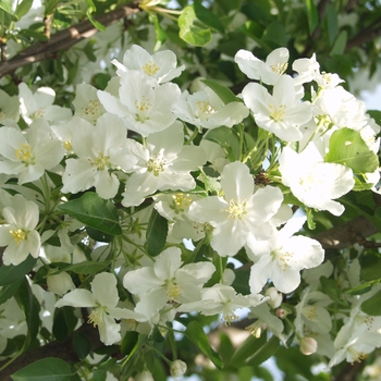 Malus hybrid 'Adirondack' - Crabapple