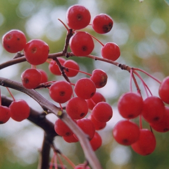 Malus x scheideckeri 'Red Jade' - Crabapple