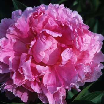 Paeonia lactiflora - 'Dr. Alex Fleming'