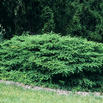 Picea abies 'Procumbens' - Spruce