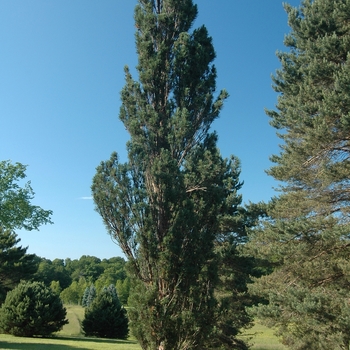 Pinus sylvestris 'Fastigiata' - Pine