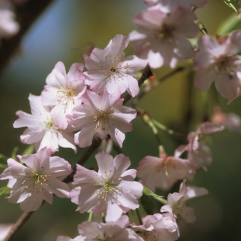 Prunus subhirtella var. autumnalis - Cherry Ornamental