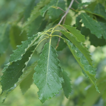 Quercus prinus 'Chestnut' - Oak