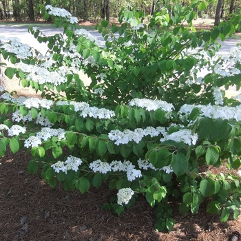 Viburnum plicatum v. tomentosum 'Shasta' - Viburnum