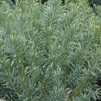 Cephalotaxus harringtonia 'Fastigiata' - Yew