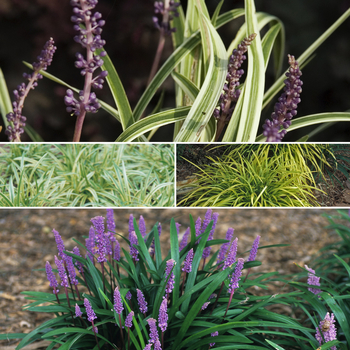 Multiple Varieties - Liriope - Lilyturf