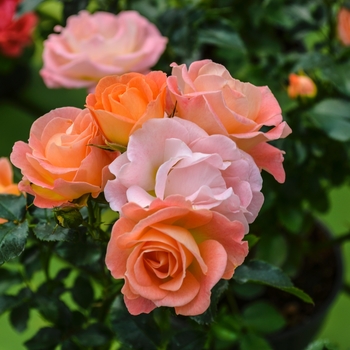 Shrub Rose Peach Drift® - Rose Drift