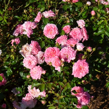 Shrub Rose 'Sweet Drift®' - Sweet Drift Rose 