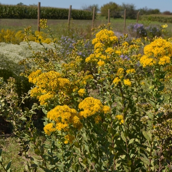 Solidago rigida - Stiff Goldenrod