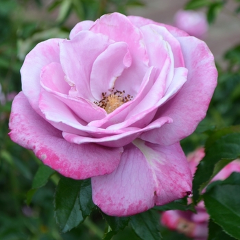 Rosa 'Barbara Streisand' - Rose Tea