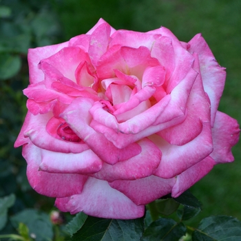 Rosa 'Meibihars' PP21388 - California Dreamin'™