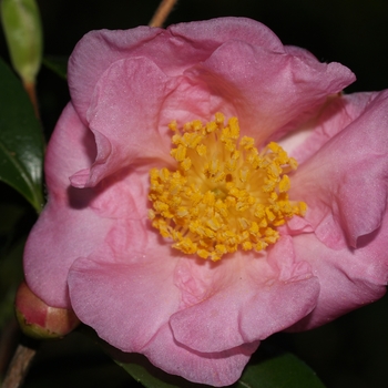Camellia 'Winter's Joy' - Camellia