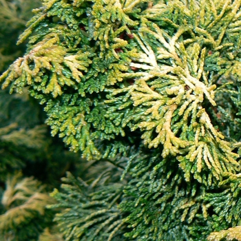 Chamaecyparis obtusa 'Verdoni' - Verdoni Hinoki Falsecypress