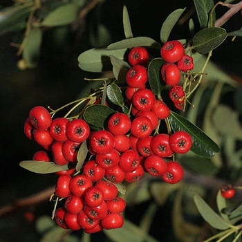 Pyracantha angustifolia 'Gnozam' - Pyracantha / Firethorn