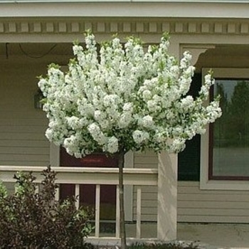 Malus hybrid 'Lollipop®' - Crabapple