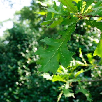 Quercus lyrata 'Overcup' - Oak