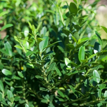 Ilex crenata 'Hoogendorn' - Holly