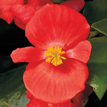 Begonia semperflorens - Bada Bing® Scarlet Begonia