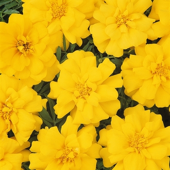 Tagetes patula Durango® Yellow Dwarf Anemone - Marigold