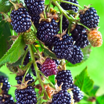 Rubus 'Arapaho' - Blackberry