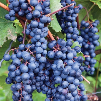 Vitis labrusca 'Concord' - Grape