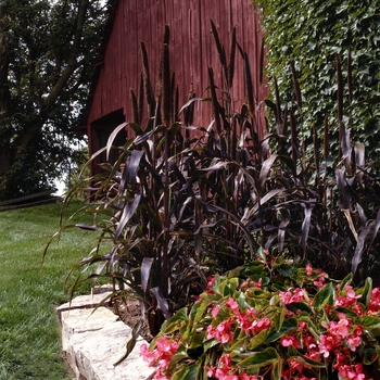 Pennisetum glaucum 'Purple Majesty F1' - Fountain Grass