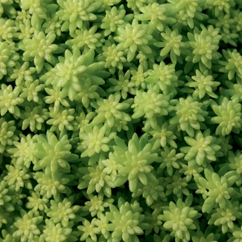 Sedum hybrid - Fine Leaf Gold