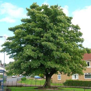 Platanus occidentalis - Sycamore