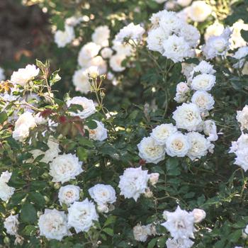 Rosa 'Meizorland' PP28054, CPBR 5592 - White Drift®