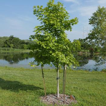 Quercus shumardii - Oak