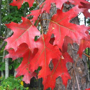 Quercus rubra 'Northern Red' - Oak