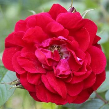 Rosa 'Linda Campbell' - Rose Tea