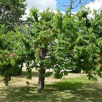 PRUNUS AVIUM - Cherry Tree