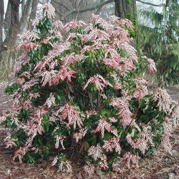 Pieris japonica 'Dorothy Wycoff' - Pieris