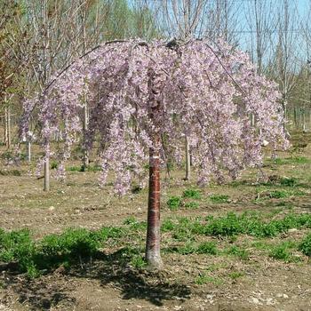 Prunus - Pink Snow Showers™ Weeping Cherry