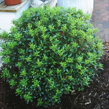 Ilex crenata 'Helleri' - Holly