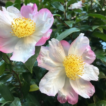 Camellia sasanqua 'Hana Jiman' - Camellia