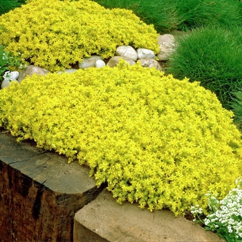 Sedum 'Garden Leader Gold Carpet' - Sedum