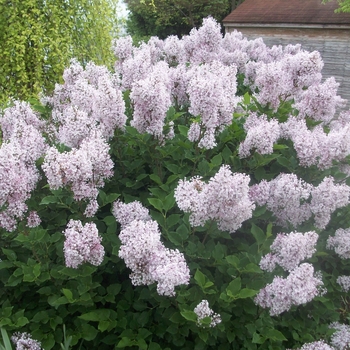 Syringa patula 'Miss Kim' - Lilac