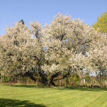 Prunus serotina - Black Cherry