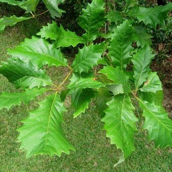 Quercus michauxii 'Swamp Chestnut' - Oak