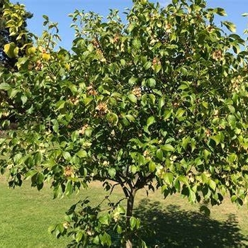 Ptelea trifoliata - Wafer Ash