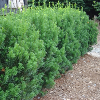 Taxus x media 'Densiformis' - Yew