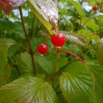 Viburnum trilobum 'Wentworth' - Viburnum