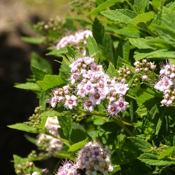 Spiraea japonica 'Little Princess' - Spirea