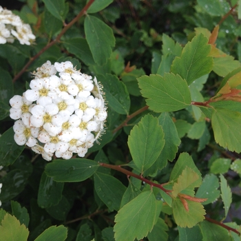 Spiraea x vanhouttei - Spirea