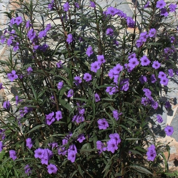 Mexican Petunias - Mexican Petunias