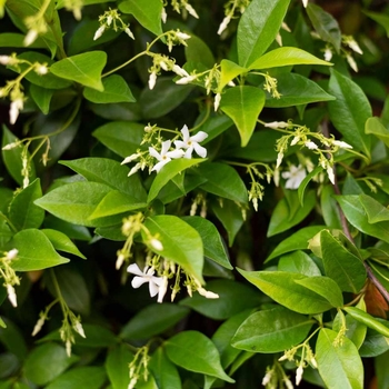 Star Jasmine - Trachelospermum Jasminoides